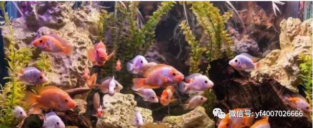觀賞魚怎么增色_觀賞魚增色吃什么飼料_觀賞魚增色飼料什么牌子好