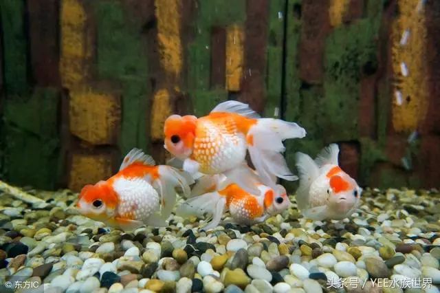 這三種人最需要養一缸觀賞魚，好處意想不到！