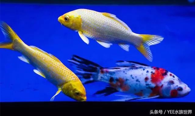 觀賞魚養哪種_養魚觀賞魚_觀賞魚養哪種比較好