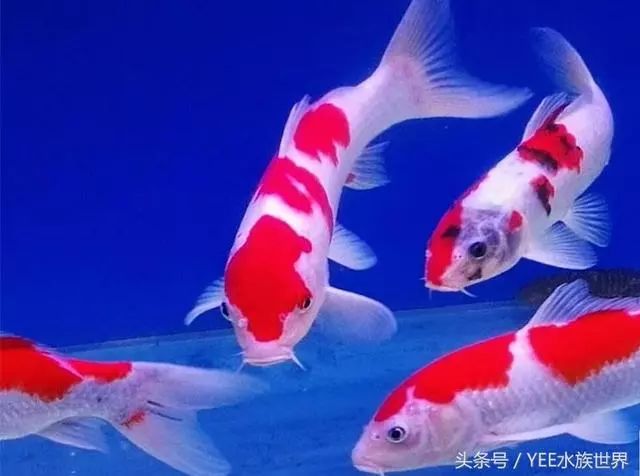 養魚觀賞魚_觀賞魚養哪種_觀賞魚養哪種比較好