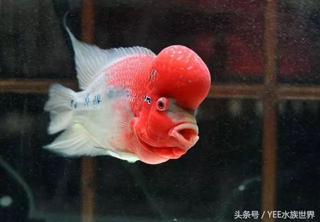 養魚觀賞魚_觀賞魚養哪種比較好_觀賞魚養哪種