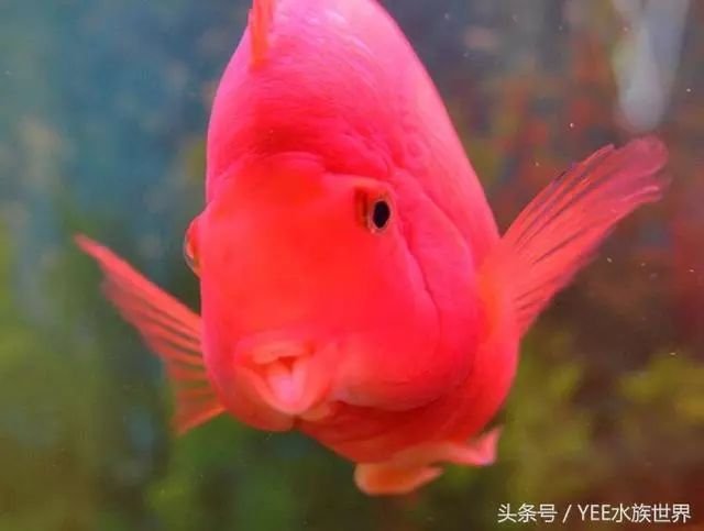 觀賞魚養哪種比較好_觀賞魚養哪種_養魚觀賞魚