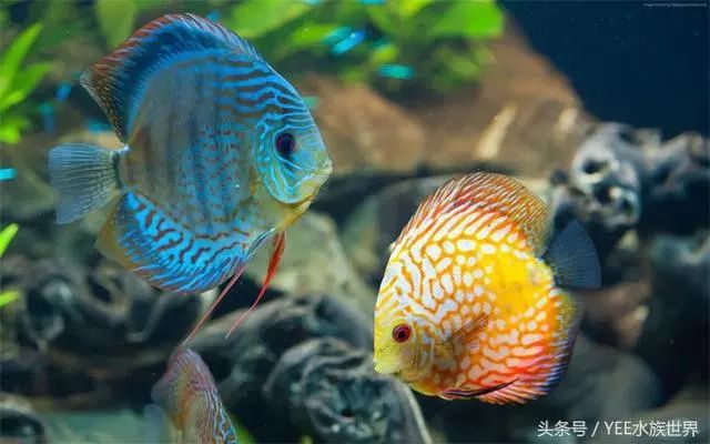觀賞魚養哪種_觀賞魚養哪種比較好_養魚觀賞魚