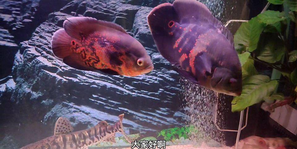 這種像豬一樣的觀賞魚，你養(yǎng)過嗎？