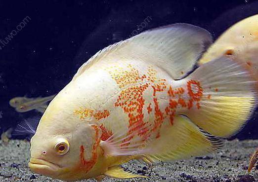 觀賞魚什么樣_觀賞魚合集_觀賞魚欣賞