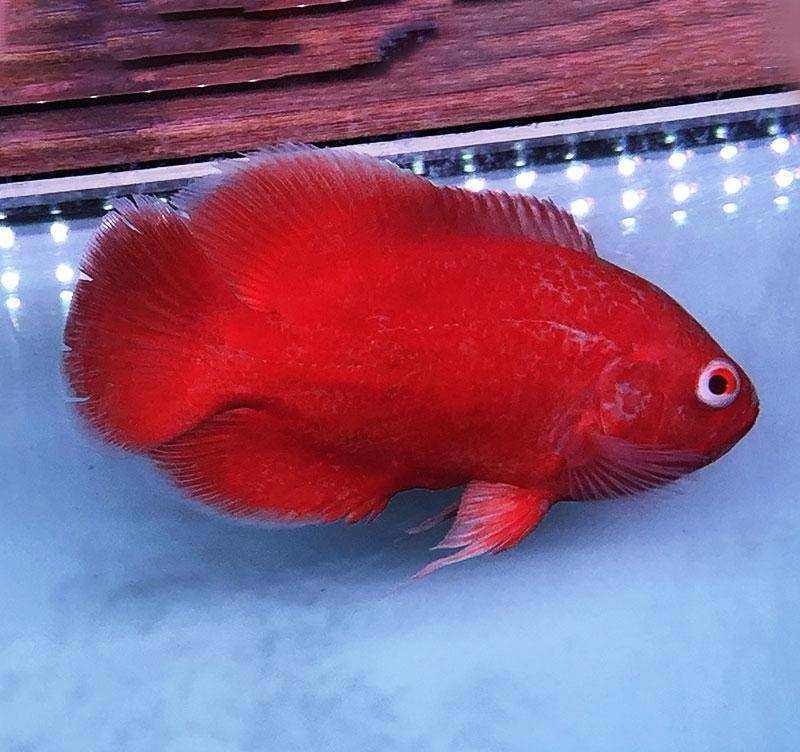 觀賞魚什么樣_觀賞魚合集_觀賞魚欣賞