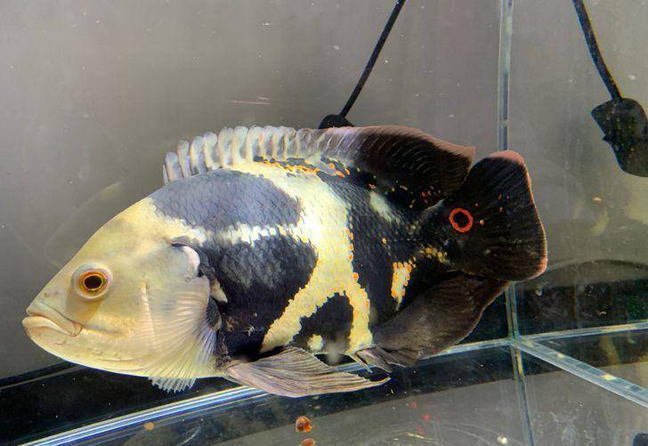 觀賞魚欣賞_觀賞魚什么樣_觀賞魚合集