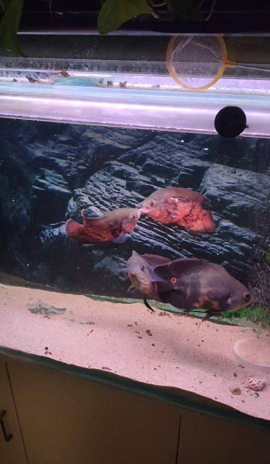 觀賞魚欣賞_觀賞魚合集_觀賞魚什么樣