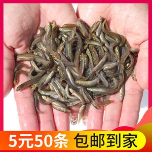 龍魚飼料魚哪種好（如何選擇龍魚飼料）