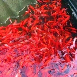 觀賞魚飼料怎么樣_觀賞魚飼料是什么做的_觀賞魚飼料價格表
