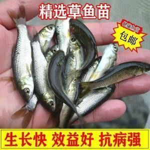 觀賞魚飼料價格表_觀賞魚飼料是什么做的_觀賞魚飼料怎么樣