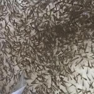 觀賞魚飼料是什么做的_觀賞魚飼料價格表_觀賞魚飼料怎么樣